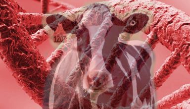 Dairy Producer Considerations for Genomic Testing